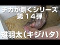 アコウ（キジハタ）の捌き方♪【チカが捌くシリーズ】