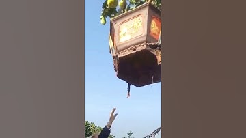 bưởi cảnh, bưởi tết 2022 của nhà vườn trường liễu