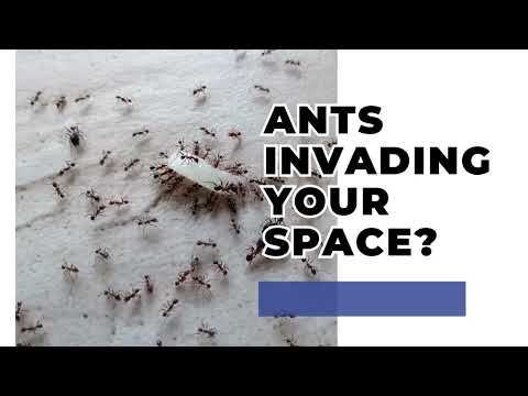 Almadeena Pest Control: Safeguard Your Business with Expert Commercial Pest Control Services. - video from Al Madeena Pest Control