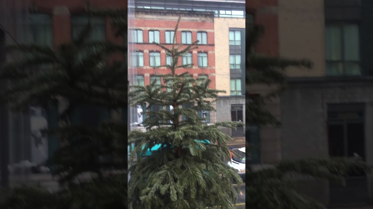 Final collections of our Christmas trees for recycling from Liverpool City Centre businesses