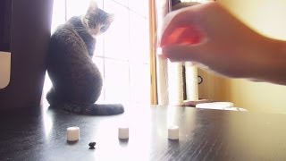 ハズレを当てるゲームをする猫 screenshot 1