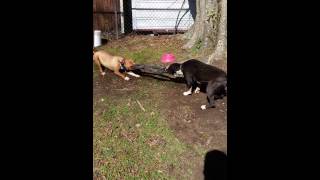 Pitbulls Tug Of War All Game Kennels