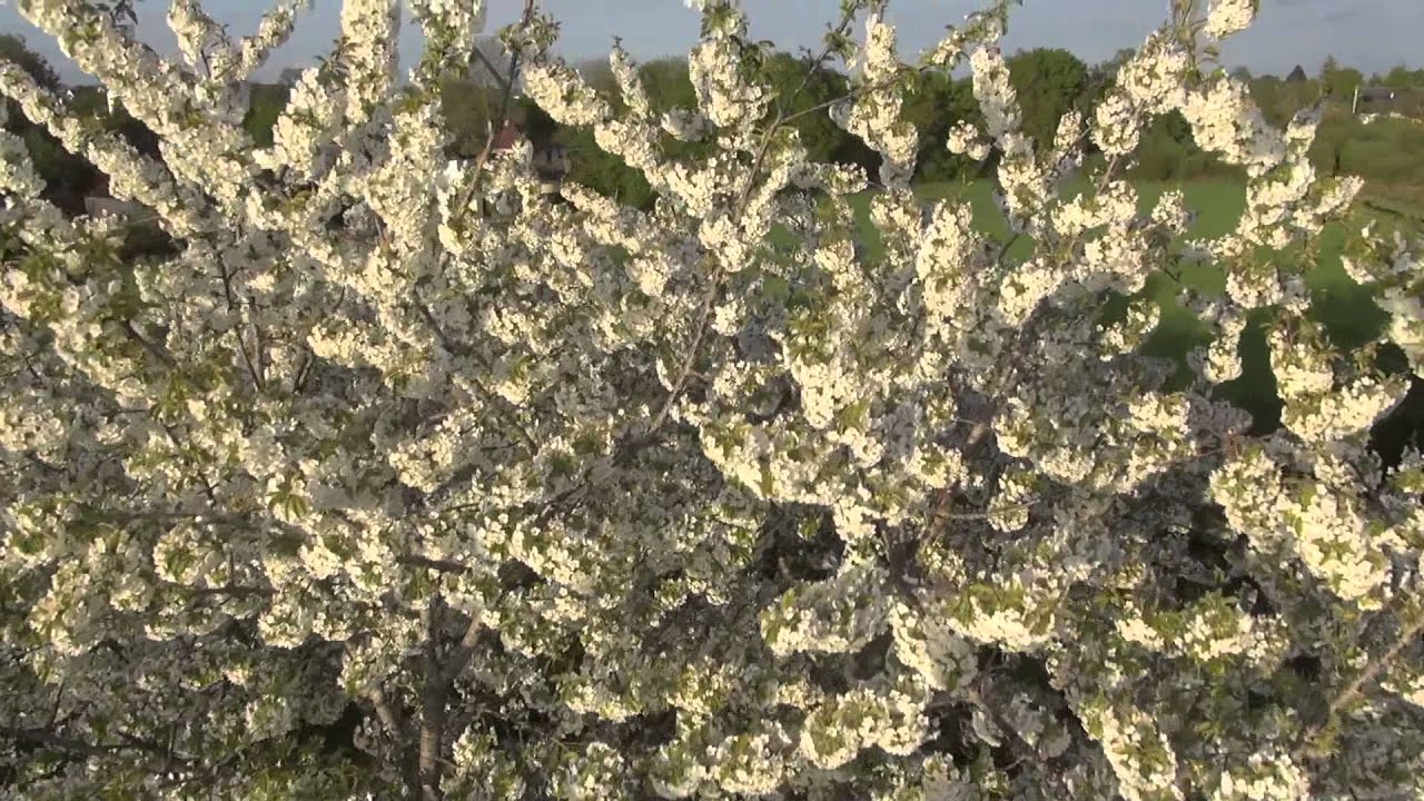 cherrytree cherrytree