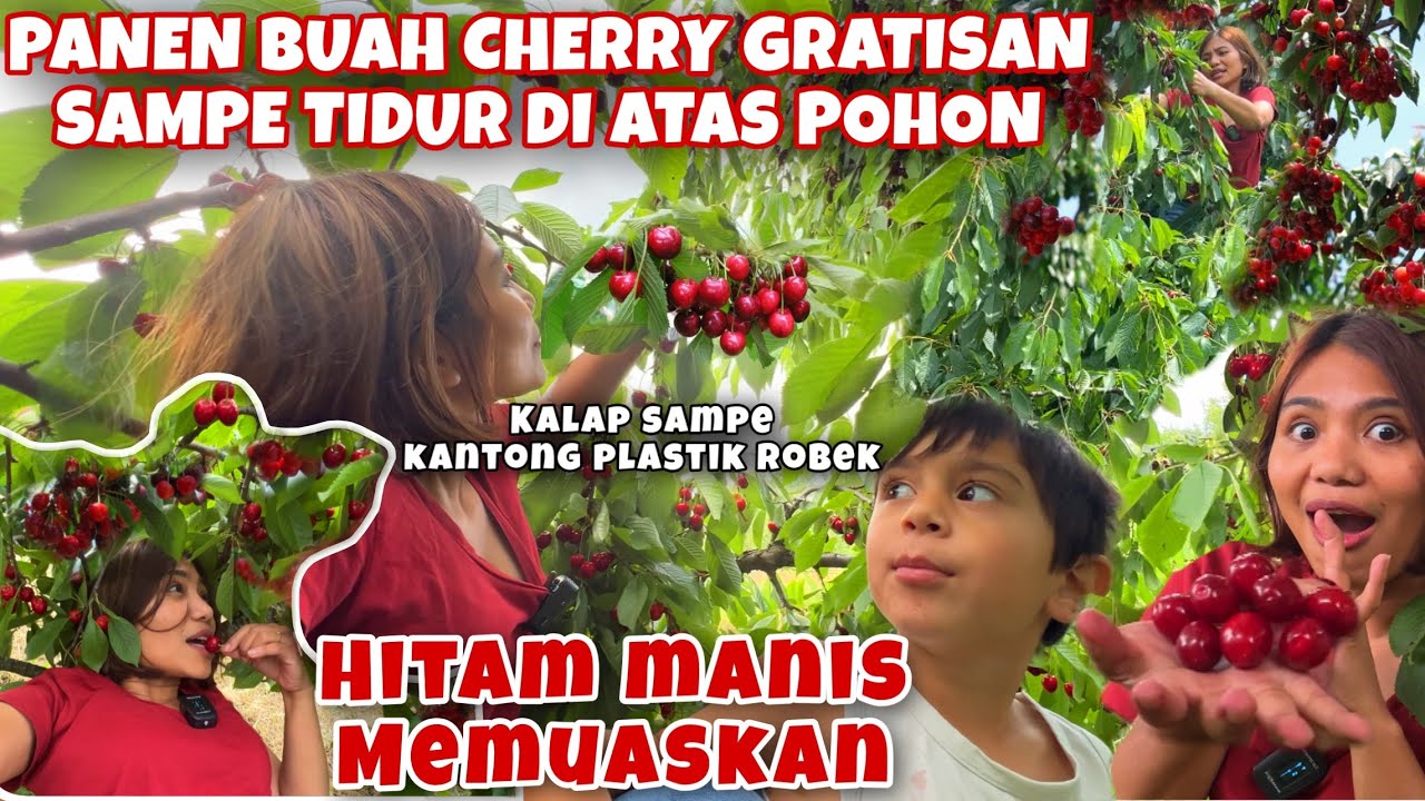 PANEN BUAH CHERRY GRATISAN SAMBIL TIDURAN DI ATAS POHON, NIKMATNYAAA