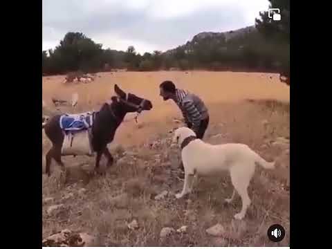 sahibini görünce anormal