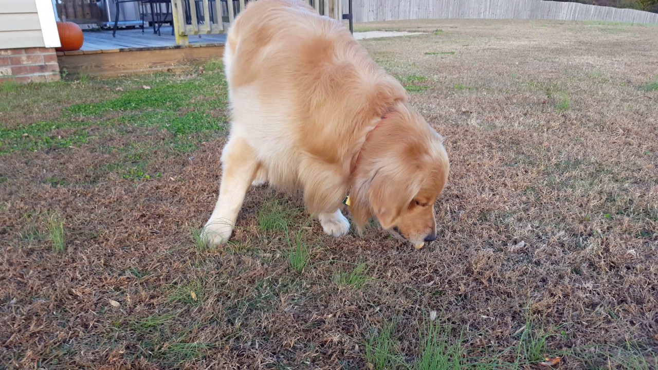 Cute Golden Retriever Plays Dead YouTube