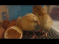 A couple of newly hatched chicks  45 minutes old   100 golden moments caught on my camera  29