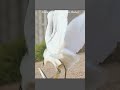 Snowy egret gets its catch stolen by another egret wildlife predator