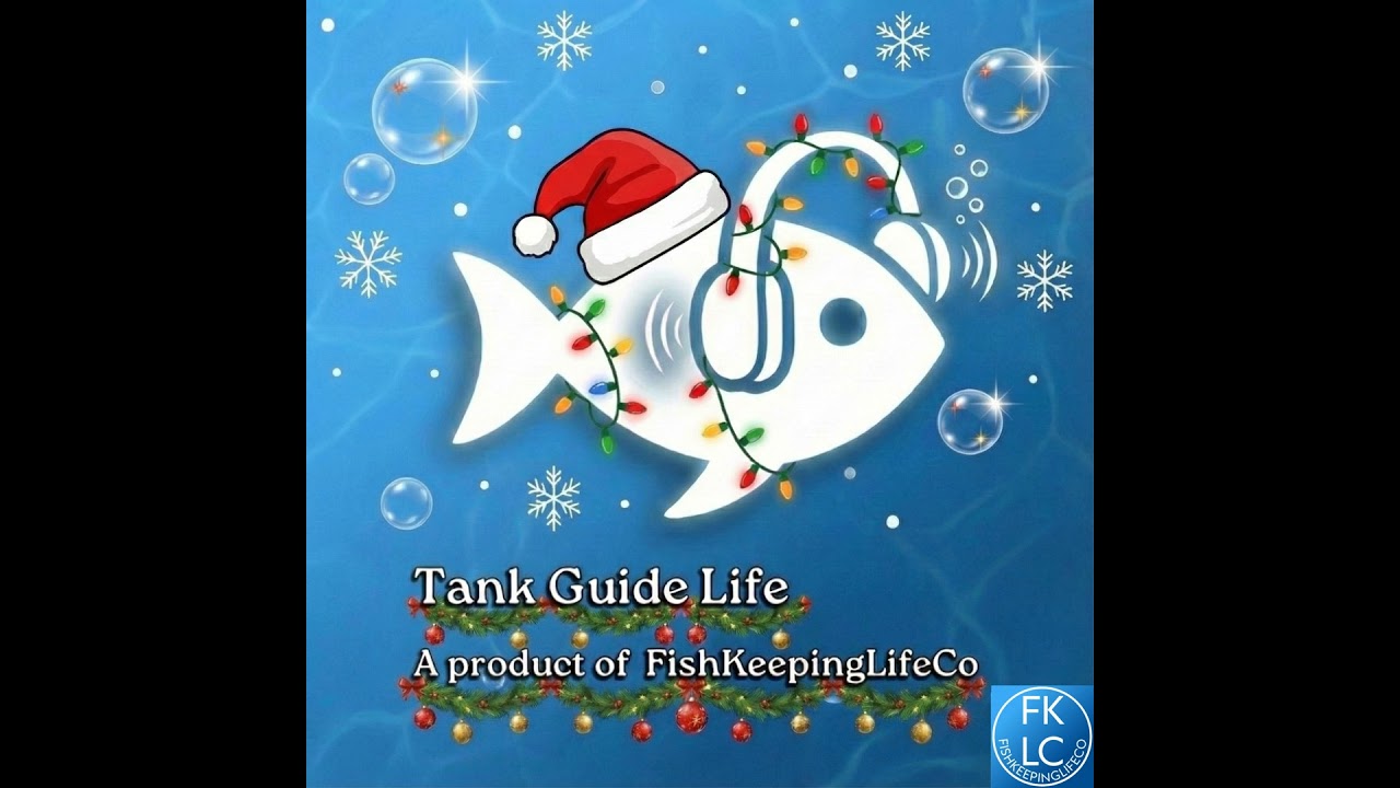 🎄 The Aquarium Gift Guide: Smart Ideas for Fishkeepers This Holiday