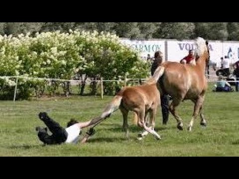 horses-are-much-more-funny-than-cats---funny-horse-videos-2018