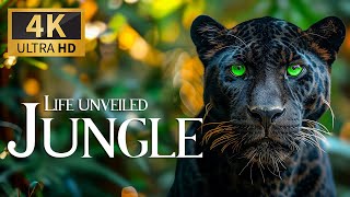 Life Unveiled Jungle 🐾 Mysteries Of The Jungle Explored With Relaxing Piano Music