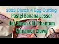 2023 Clutch 4 Egg Cutting | Black Head Phantom Cinnamon Clown X Pastel Banana Lesser Het Clown