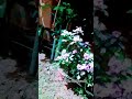 #Garden Services In Riyadh👉Starting my gardening journey 🌱 | Your support means everything — like#