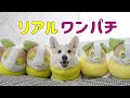 ワンパチに溶け込む愛犬が可愛すぎた！！！