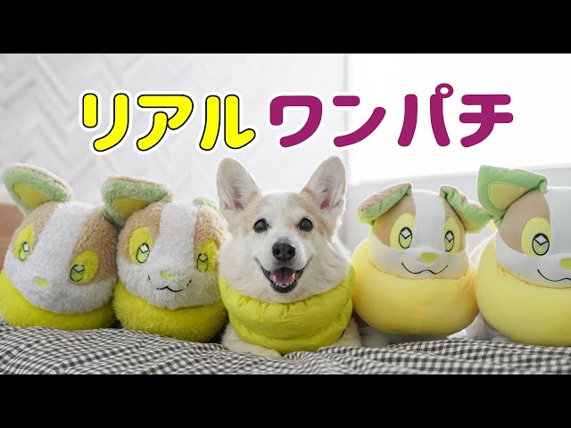 ワンパチに溶け込む愛犬が可愛すぎた！！！ - YouTube
