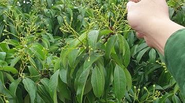 Bón phân gì cho vải thiều Lục Ngạn năm nay đây