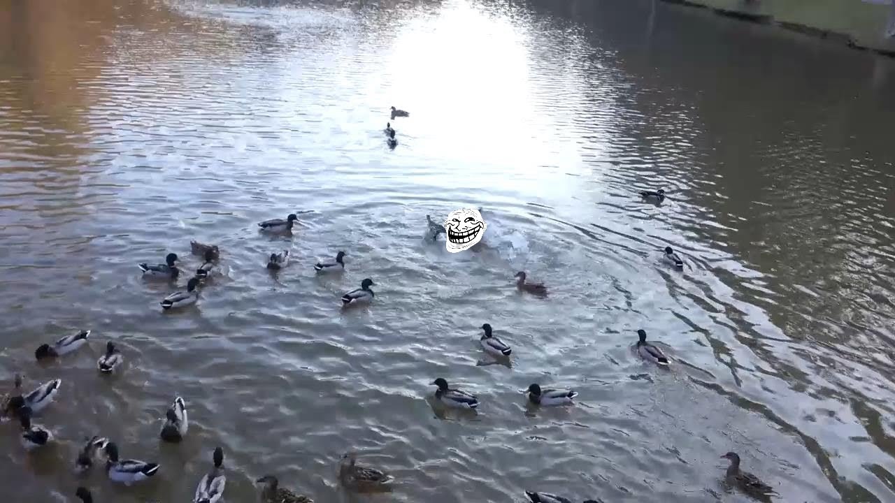 ZephyrBlogs Whatever 1 Feeding Ducks At The Park YouTube zephyrblogs-whatever-1-feeding-ducks-at-the-park-youtube