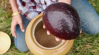 how to ripen an avocado..perfectly HD 720p