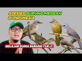 JENIS BURUNG MERBAH DI INDONESIA - BURUNG TRUCUK TERMASUK #sekolah_kamus_burung