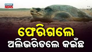 Olive Ridley Turtles Skip Nesting | Gahirmatha Disturbance Raises Concern | Environmental Alert