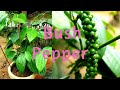 Bush pepper malayalam മലയാളം