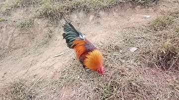 Coj peb mus saib qaib dib coob tus dib tuaj zoo thiab qua zoo heev31/1/2020