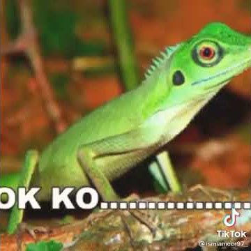 BEWOK GLETEK BOYO.....