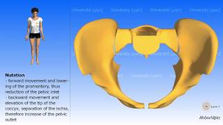 Arthrology of the pelvis Nutation and counternutation Childbirth