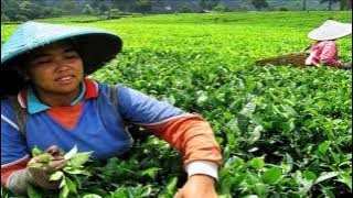 Mijn Lief Java (Rudi van Dalm)