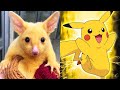 TOP 10 REÁLNÁ ZVÍŘATA, KTERÁ VYPADAJÍ JAKO POKÉMONI