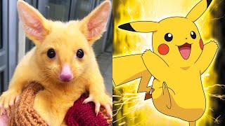 TOP 10 REÁLNÁ ZVÍŘATA, KTERÁ VYPADAJÍ JAKO POKÉMONI