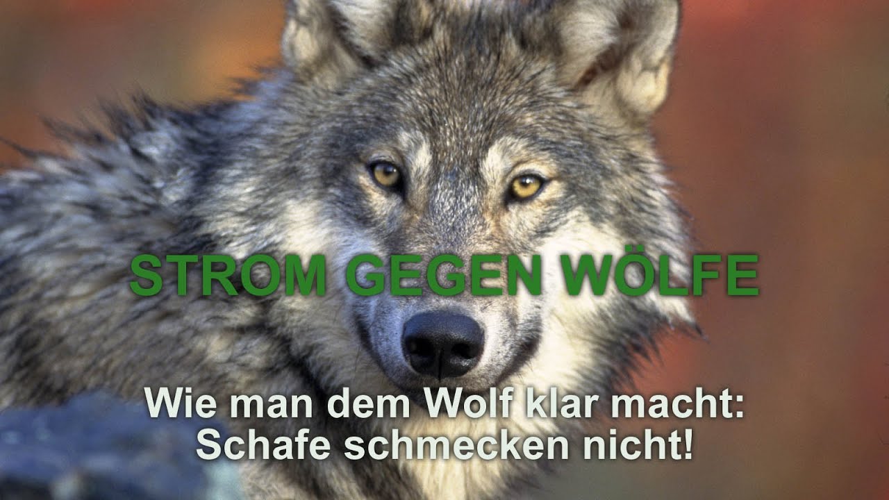Strom gegen Wölfe - Wie man dem Wolf klar macht: Schafe schmecken nicht!