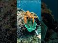 POV Lobster Catch #Underwater 🦞 | Realistic #Scuba Diving Cinematic Shot #underwatervideo #Lobster