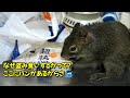 盗み食いしてる自覚のあるリスの俵太先生