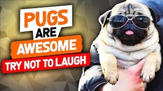 Funny Pugs Try Not To Laugh Or Grin Videos Compilation 2018