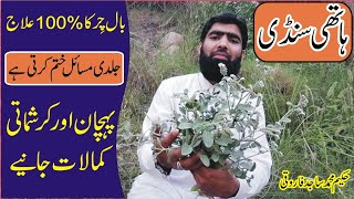 hathi sundi ke fayde | Heliotropium indicum health benifits in urdu | ہاتھی سنڈی | بال چر کا علاج |