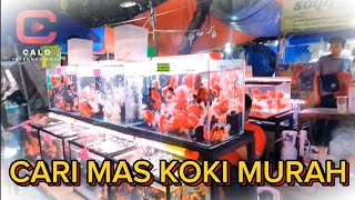 CHECK THE PRICE OF GOLDFISH IN JATINEGARA