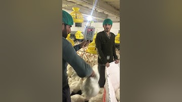 TAC Scale 1 weighing clip