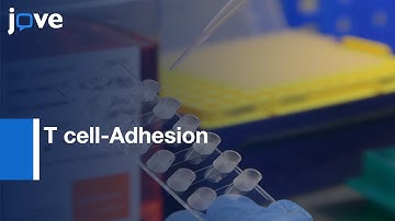 T Lymphocyte-Adhesion Molecule Interactions Study under Shear Stress | Protocol Preview