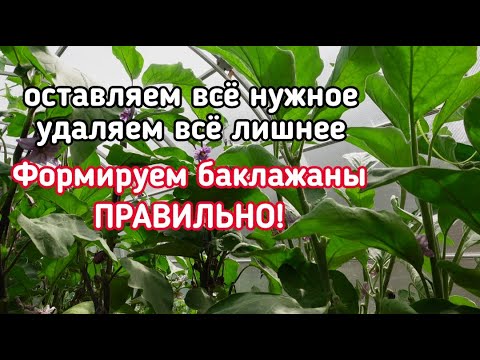 Видео: 3 способа обработки листьев душицы от кашля