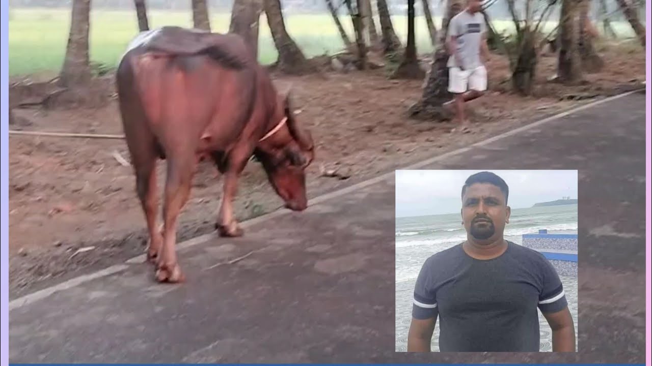 #TRAGIC_INCIDENT IN #VELSAO: #BULL #FATALLY #ATTACKS #CARETAKER MEHBOOB WALIKAR, A RESIDENT OF BIRLA