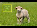 The Life of Sheep | Documentary 2022