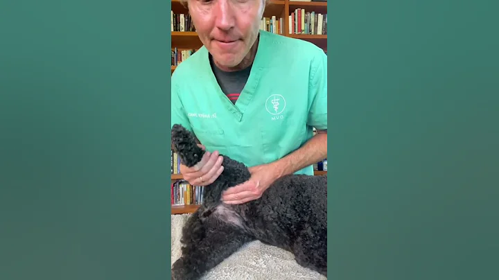 3 First Aid Tips That Could Save Your Dog’s Life