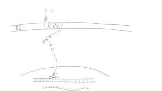 Lecture 1 - Layers of Cellular Regulation and Omics Technologies