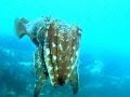 Cuttlefish Attack