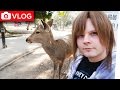Das ist der GEILSTE Park│JAPAN VLOG #09