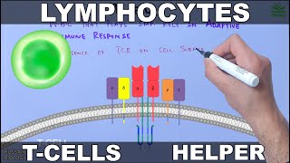 Lymphocytes | T cells