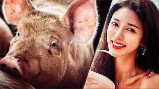 New Scam Out Of China - The Pig Butchering Scam