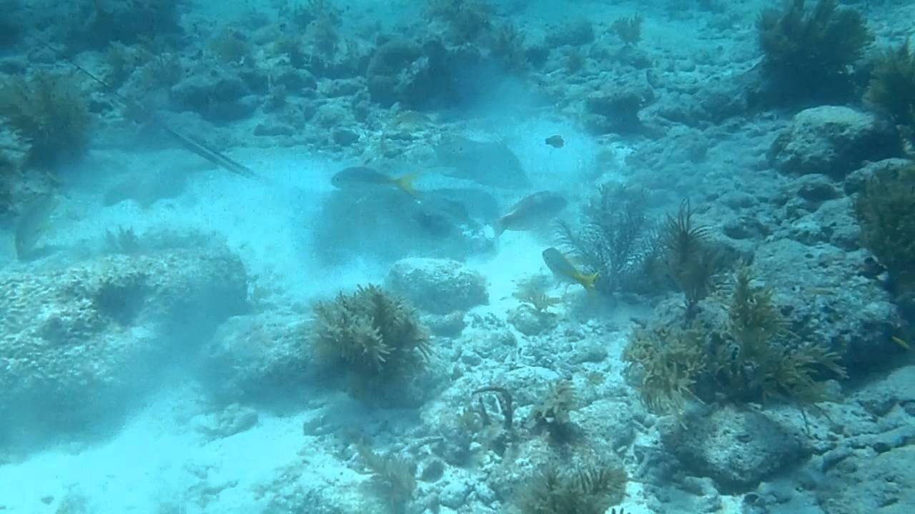 Reef Shark on Molasses Reef, Florida Keys YouTube