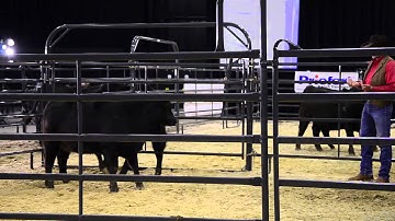 Curt Pate demonstrating at Cattlemen